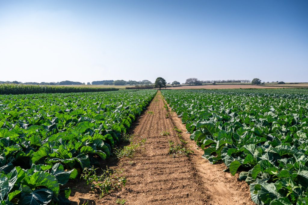 farm